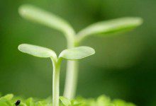 BAT投资战:百度缓 腾讯冷 阿里乱