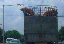 原谅我这一生不羁放纵爱自由